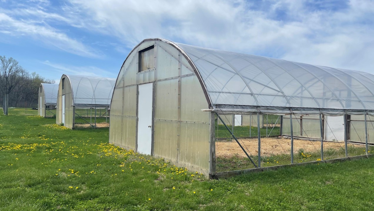 Greenhouse film